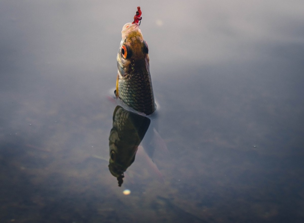 Ловля в проводку ранней весной  (1).JPG